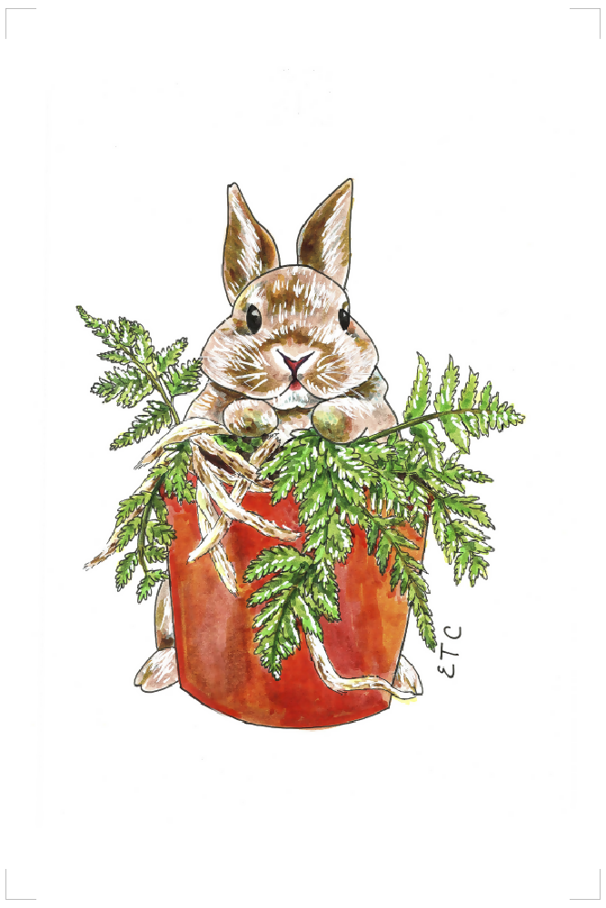 Rabbit