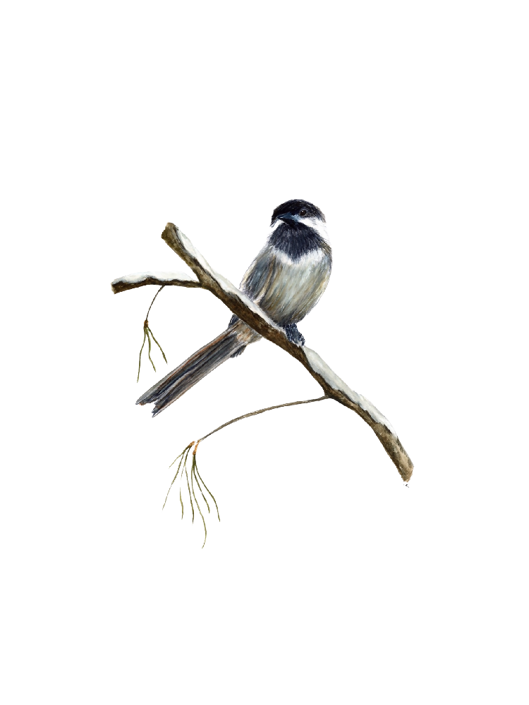 chickadee