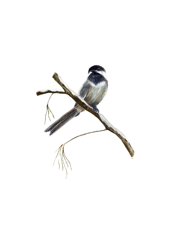 chickadee