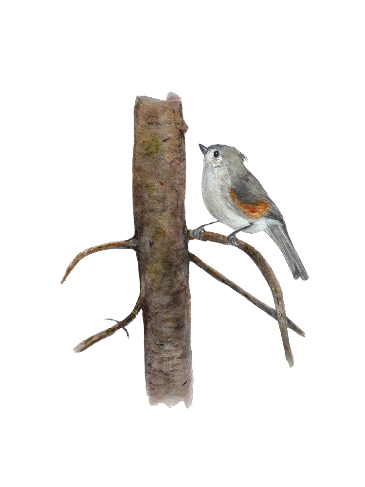 titmouse