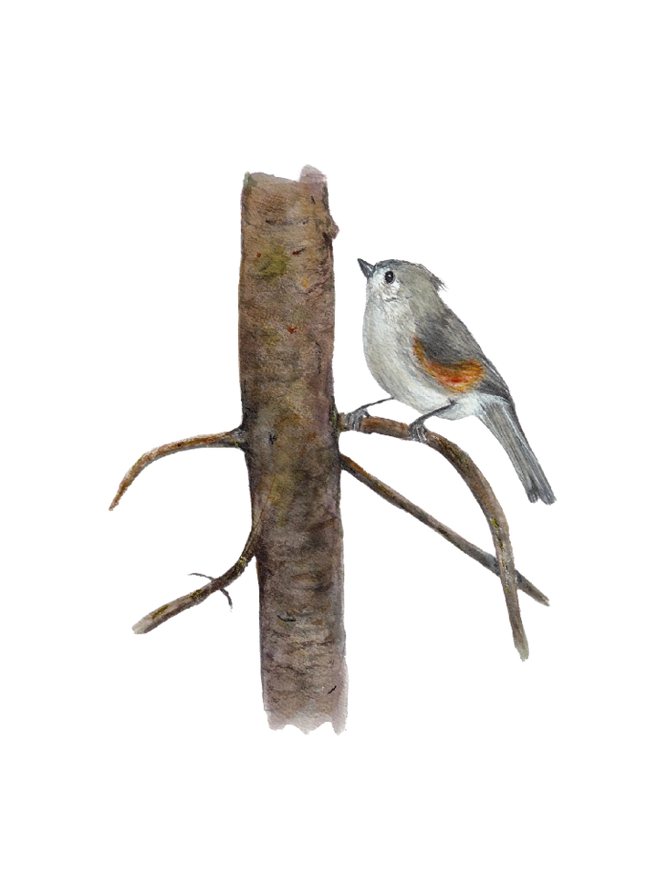 titmouse